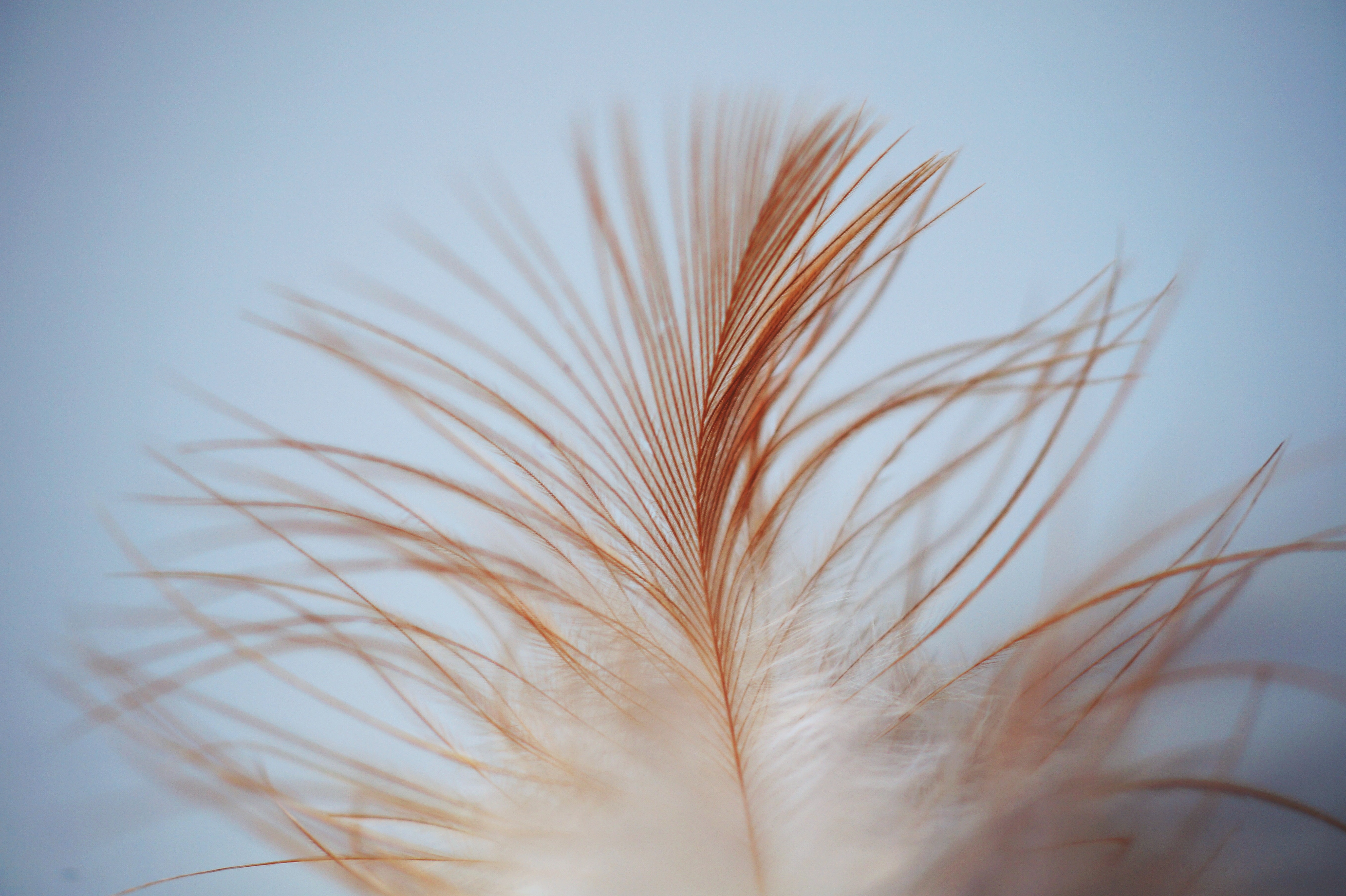 Una pluma suave